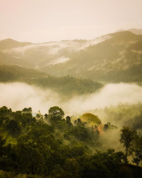 The image of a magical beauty of the pine forests on the hill hidden in fog and cloud in the early morning.-banrupi