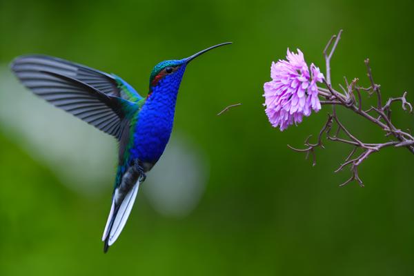 Download A Beautiful blue hummingbird, which is little and colorful and has feathers that reflect light, is shown in the image.-banrupi