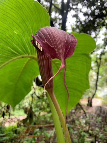 A rare purple flower from Nepal’s forests shaped like a snake.-banrupi-banrupi