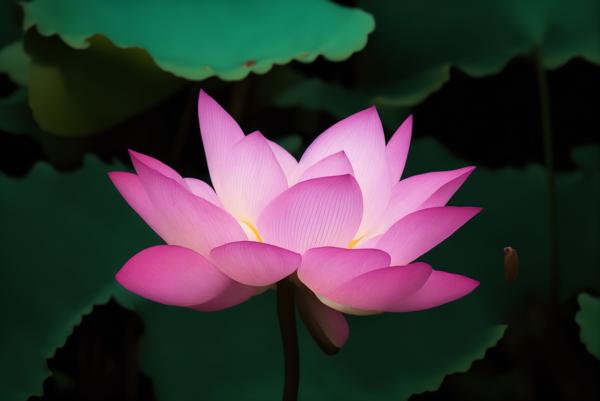 Download: image of a beautiful pink lotus flower-Banrupi-banrupi